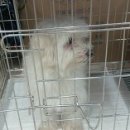 마포초교 Daum카페