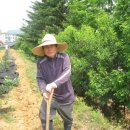 푸른솔 농장 이미지