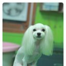 루비 애견샵 이미지