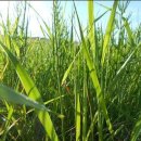 강아지,반하다 이미지