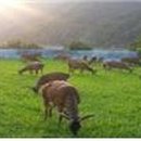 한계사슴농원 이미지