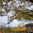 배론성지 관광안내소 | [제천] 배론성지_단풍 여행(절정), 충북 제천 단풍 명소