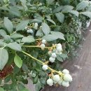 농장 체험 (파파 블루베리농장) 예약,주소, 전화번호,가격,금액,체험비용,위치, 방문후기,블루베리 효능