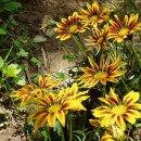 가자니아-꽃말 수줍음 이미지