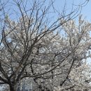 하천(대전천1) | 🌸 대전 벚꽃명소 중촌동 실시간 후기