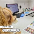 장안동물병원 | 강아지 치과병원 수원 레이동물병원 스케일링 후기