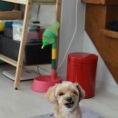 부자캔넬 이미지