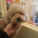 개 웃는날 이미지