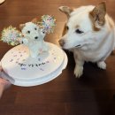 멍멍미식회 | 위례 강아지케이크 멍멍미식회 강추 후기