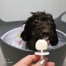 쉬었다가개 이미지