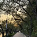 보문4 | 경주 보문호수 겹벚꽃 4월 15일 개화현황 후기