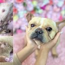 가나동물병원 이미지