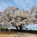 안일초등학교백야분교장 이미지