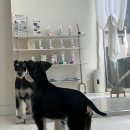 올펫살롱 이미지