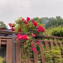 곰골스카이 이미지