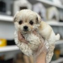 개린이집 강아지분양 고양이분양 전주본점 이미지