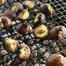 대추나무집 | 춘천 사북면 시골느낌 야외테이블 맛집 "대추나무집" 3번째 방문 후기(삼겹살, 오리로스 등)