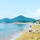 도그홀릭 이미지