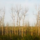 시베리아 횡단철도에서 보는 자작나무 이미지