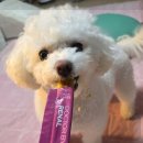 명랑견생 | 강아지 신장에 좋은 영양제