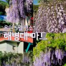 황석마을회관 | 용인 해병대슈퍼 등나무 명소 실시간 개화 상태, 만개 후기 방문 팁