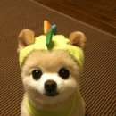 예쁜강아지 이미지