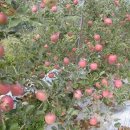 사과향기 이미지