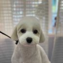 cozy mung 이미지