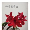 아마릴리스 / 동양란 / 다육화분 이미지