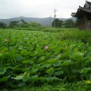 백일홍상사 이미지