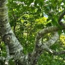 박달나무 한 그루 이미지