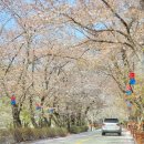 새춘천주유소 | 올해 벚꽃엔딩 경기도 벚꽃명소 가평 에덴벚꽃길 벚꽃축제