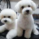 미스터독 이미지