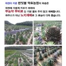 천기누설 - 비염, 아토피, 천식, 당뇨, 변비 - 와송즙 특가 이미지