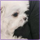 행복펫 | 전주 로얄펫에서의 행복한 강아지 분양 체험 후기