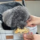 멍이방앗간 | 강아지수제화식 멍이방앗간 자연식 3종 급여 후기