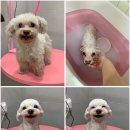 토브네 펫살롱 이미지