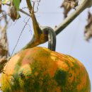 비봉내마을 이미지