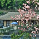 고향의봄 이미지