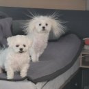 배가헤어 이미지