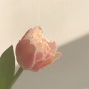 제이씨어린이집 | 10월 일상 2 네 치아 사이에 솜사탕처럼 갇히고 싶어