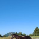 하도목장 이미지