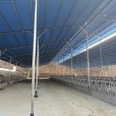 우사축사 이미지