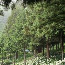 6월 넷째 주 보성 윤제림 수국 개화 현황 | 전남 수국 명소 추천 및 방문 후기