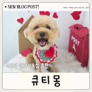 큐티몽 | 부천 애견미용 큐티몽 푸들 곰돌이컷 잘하는곳