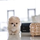 바닐라 퍼피 이미지