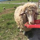 양아목장 이미지