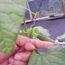 용두산농장 이미지