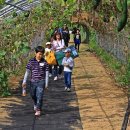 용인호박등불마을 이미지