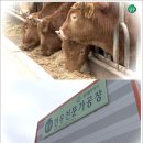 홍성한우클러스터사업단